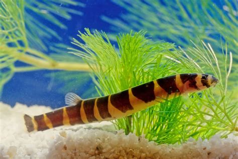 breeding kuhli loach|how many kuhli loaches together.